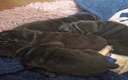 Shar Pei dogs for sale: 3x beautiful shar pei puppies  - Image 12