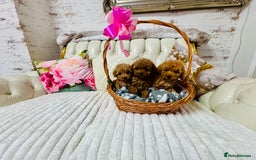 Maltipoo dogs for sale: Exquisite tiny F1 Toy Maltipoo puppies 🐶 🧸  - Image 5