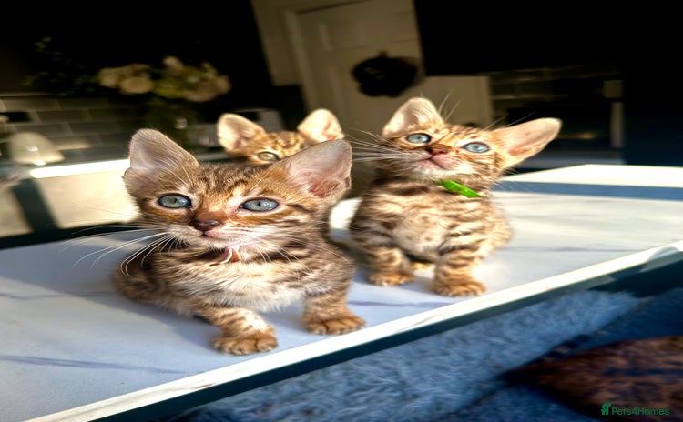 Bengal cats 4 tiger cub bengal girls for sale  - Advert 6