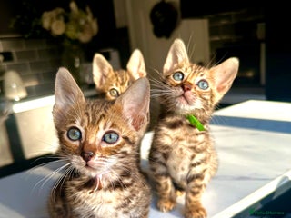 Bengal cats 4 tiger cub bengal girls for sale - Advert 5