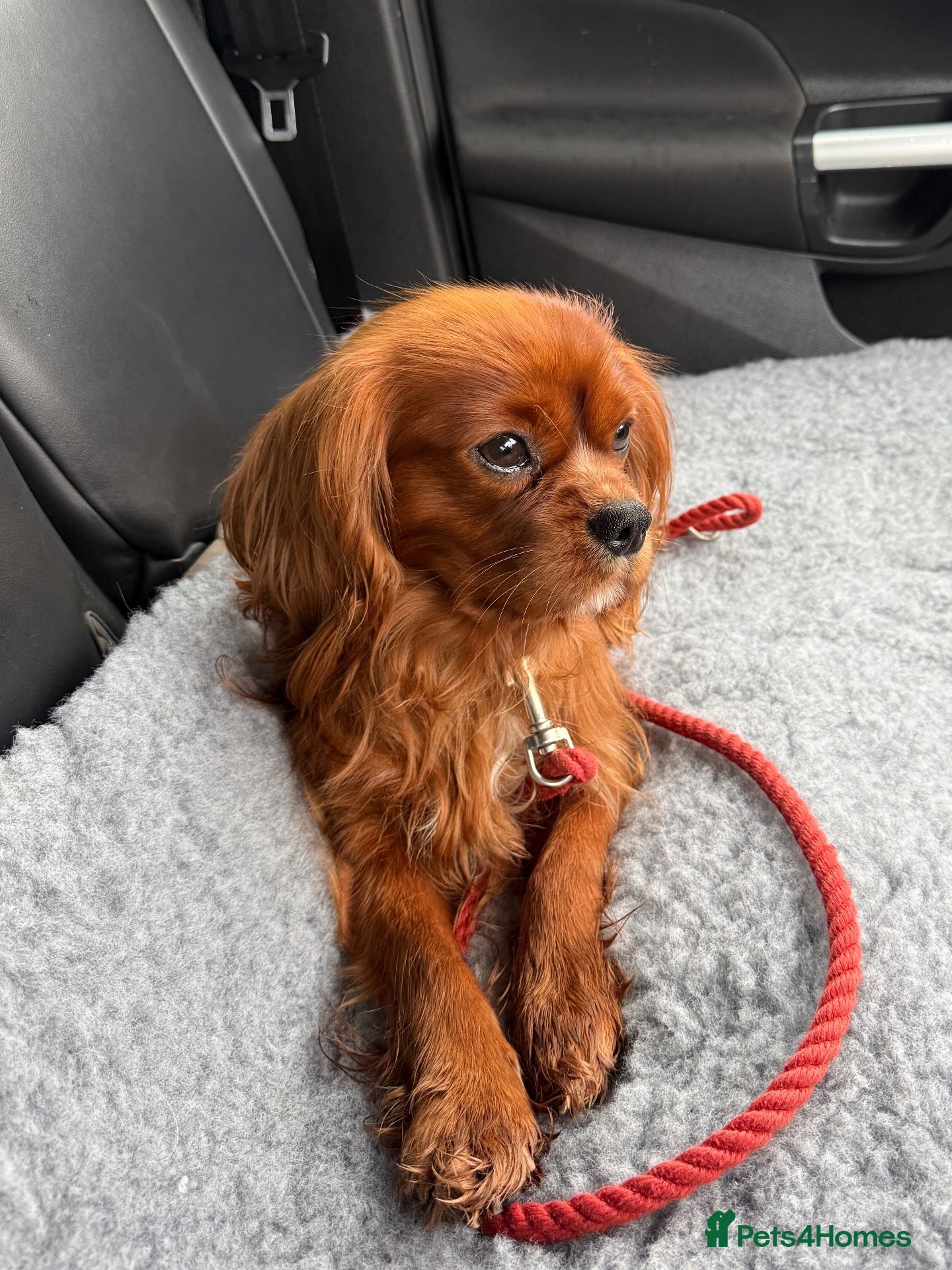 Cavalier King Charles Spaniel dogs KC DNA Health Tested Ruby CKCS Stud  - Advert 10