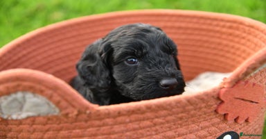 Cockapoo dogs - Advert 1