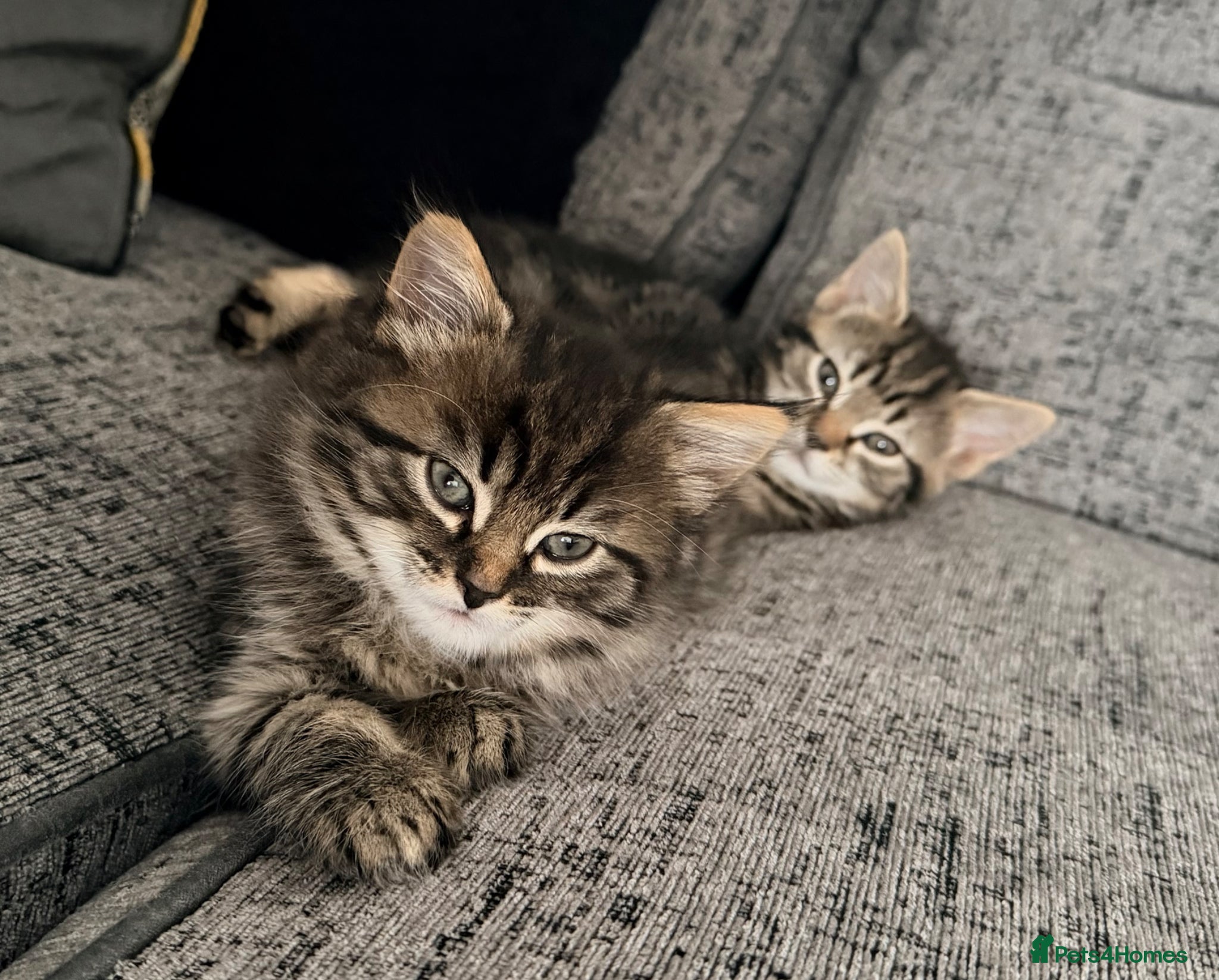 Mixed Breed cats Ready to Go 1 Male 1 Female Adorable Kittens - Advert 1