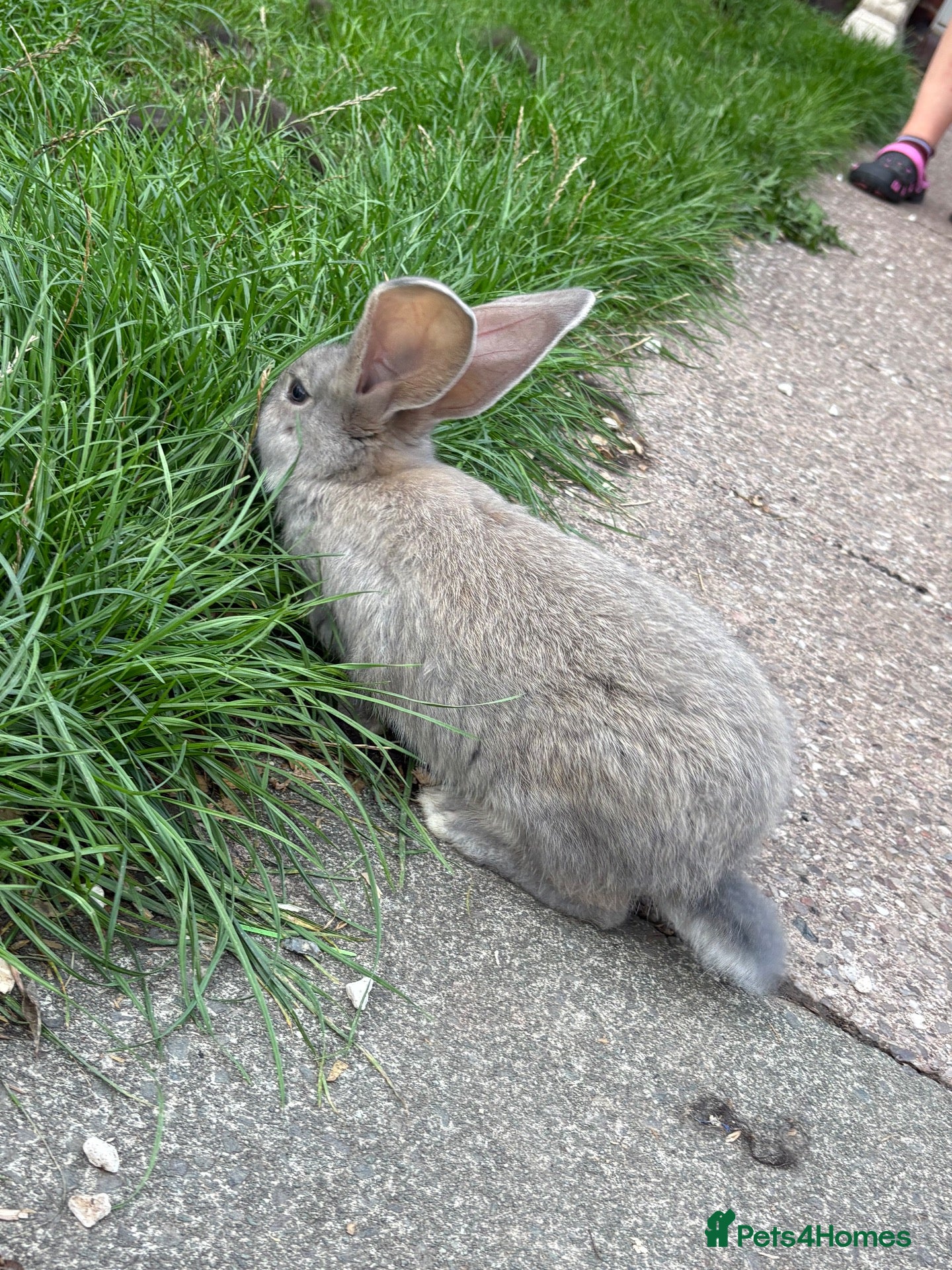 Continental Giant rabbits Giant continental babies for sale💗🩵 - Advert 2