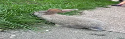 Continental Giant rabbits for sale: Giant continental babies for sale💗🩵 - Advert 2