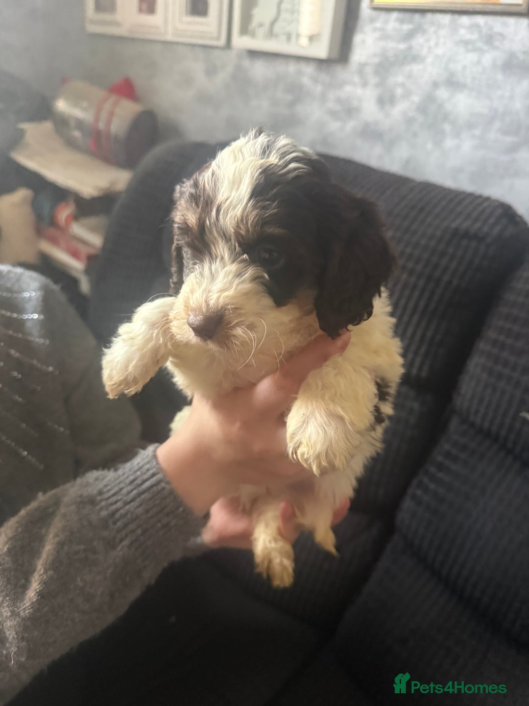 Cockapoo dogs for sale: Miniature cockapoos - Advert 3