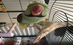 Parrots birds for sale: Felix the Alexandrine Parakeet - Advert 3