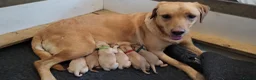 Labrador Retriever dogs for sale: Labrador puppies - Advert 6