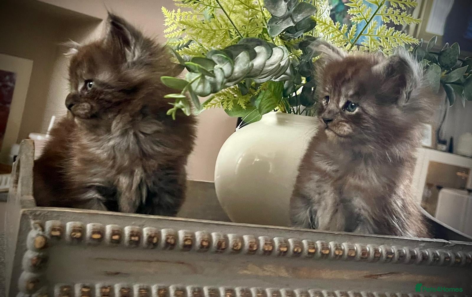 Maine Coon cats 3 maine coon kittens  - Advert 1