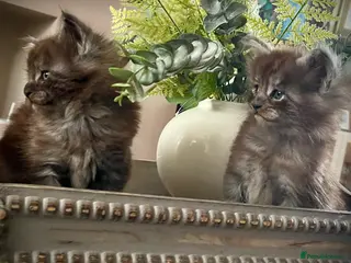 Maine Coon cats 3 maine coon kittens - Advert 1
