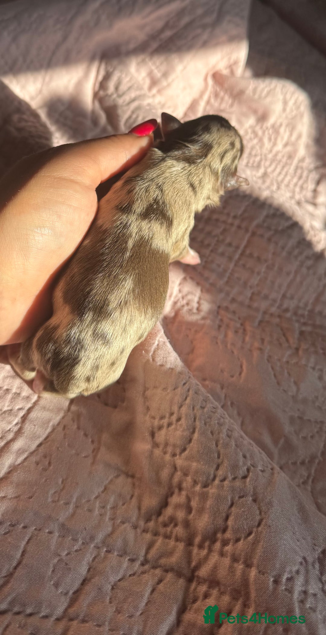Chihuahua dogs for sale: Chocolate Merle Longhair Chihuahua,1boy 1girl left - Image 4