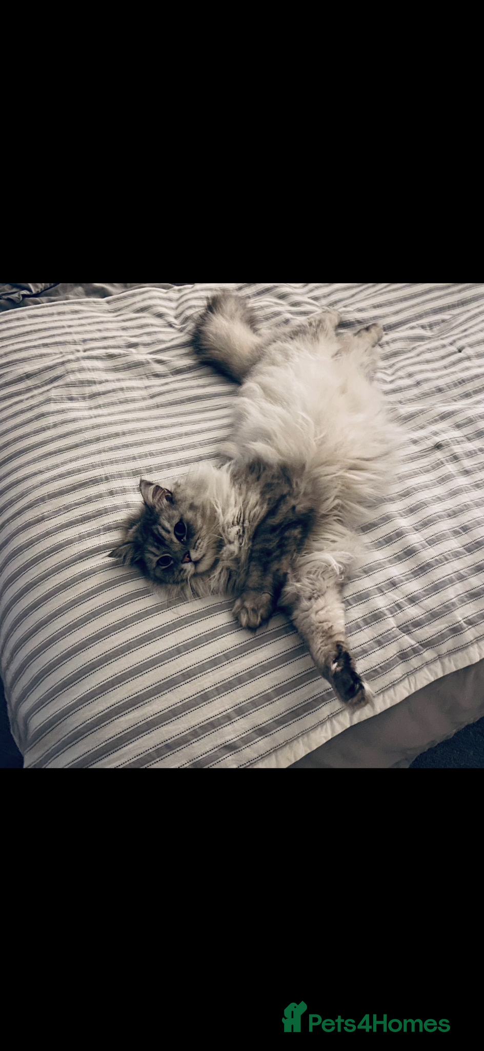 Mixed Breed cats Male Persian x ragdoll  - Advert 18