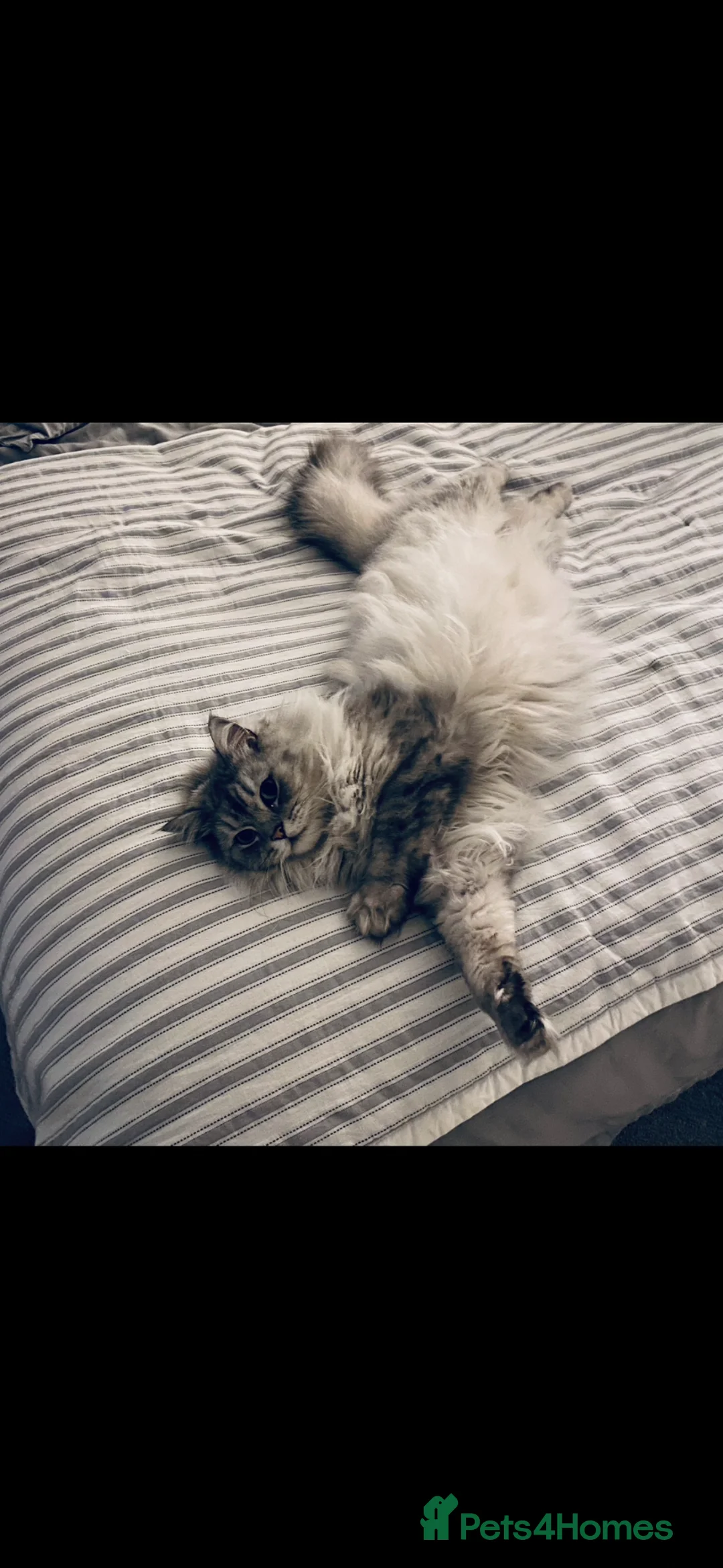 Mixed Breed cats for sale: Male Persian x ragdoll  - Advert 1