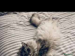 Mixed Breed cats Male Persian x ragdoll - Advert 1