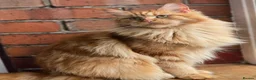 Maine Coon cats for sale: Ready now Maine Coon x2 boys - Advert 8