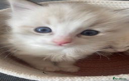 Ragdoll cats for sale: Beautiful Ragdoll Kittens Ready for Reservaton! 🐾 - Image 11