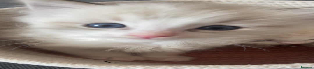 Cosmo