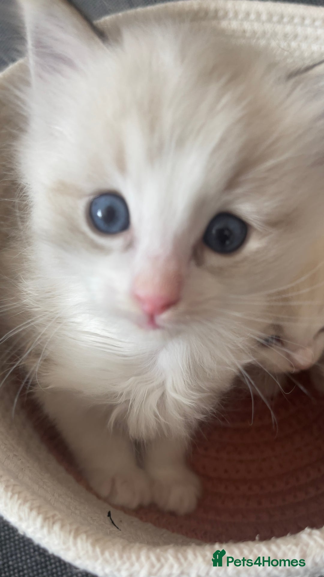Ragdoll cats for sale: Beautiful Ragdoll Kittens Ready for Reservaton! 🐾 - Image 11