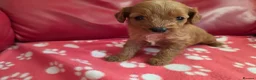 Cavapoo dogs for sale: F1 cavapoos  - Advert 13
