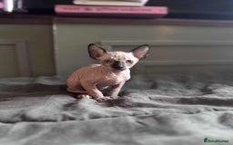 Sphynx cats for sale: Sphynx kittens  - Image 7