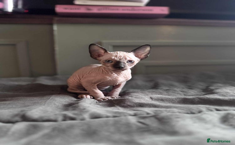 Sphynx cats - Advert 18