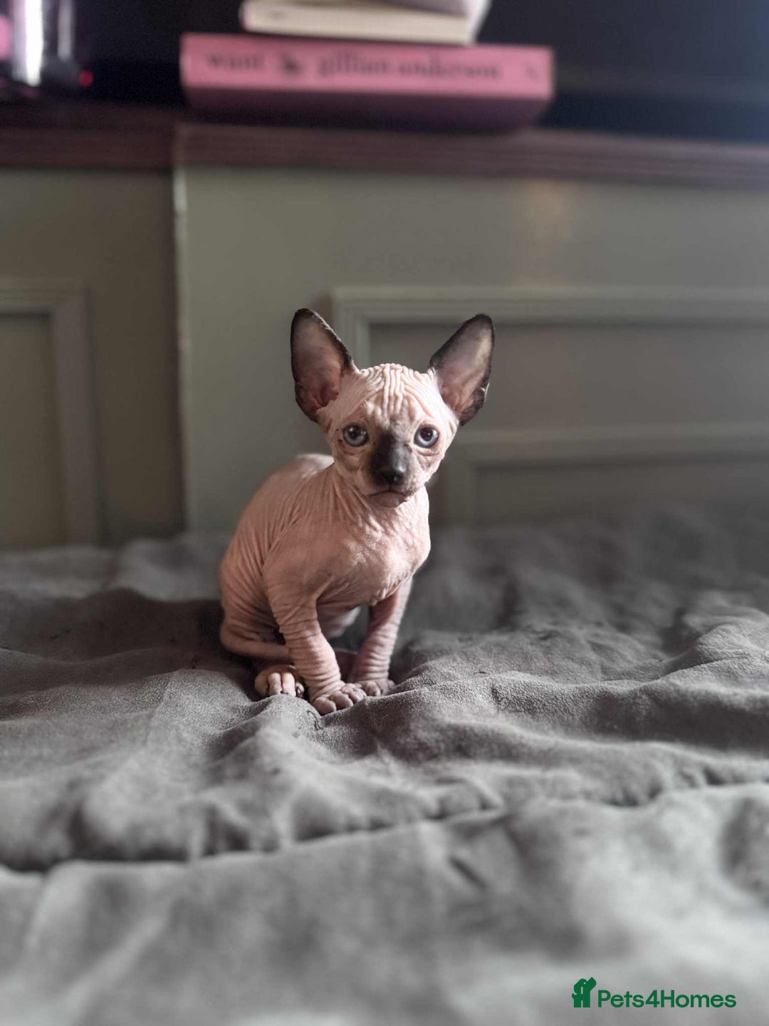 Sphynx cats for sale: Sphynx kittens  - Image 7