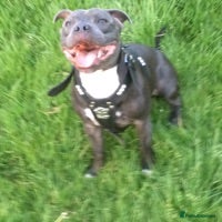 Staffordshire Bull Terrier dogs for stud: STUD DUTIES - Advert 2