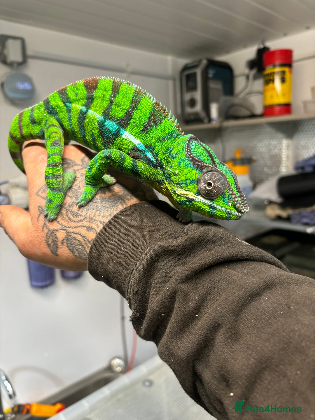 Chameleon reptiles for sale: Ambilobe male chameleon - Image 8