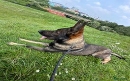 German Shepherd dogs for sale: German shepherd  - Image 1