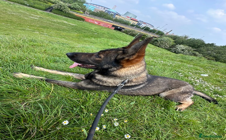 German Shepherd dogs - Advert 14