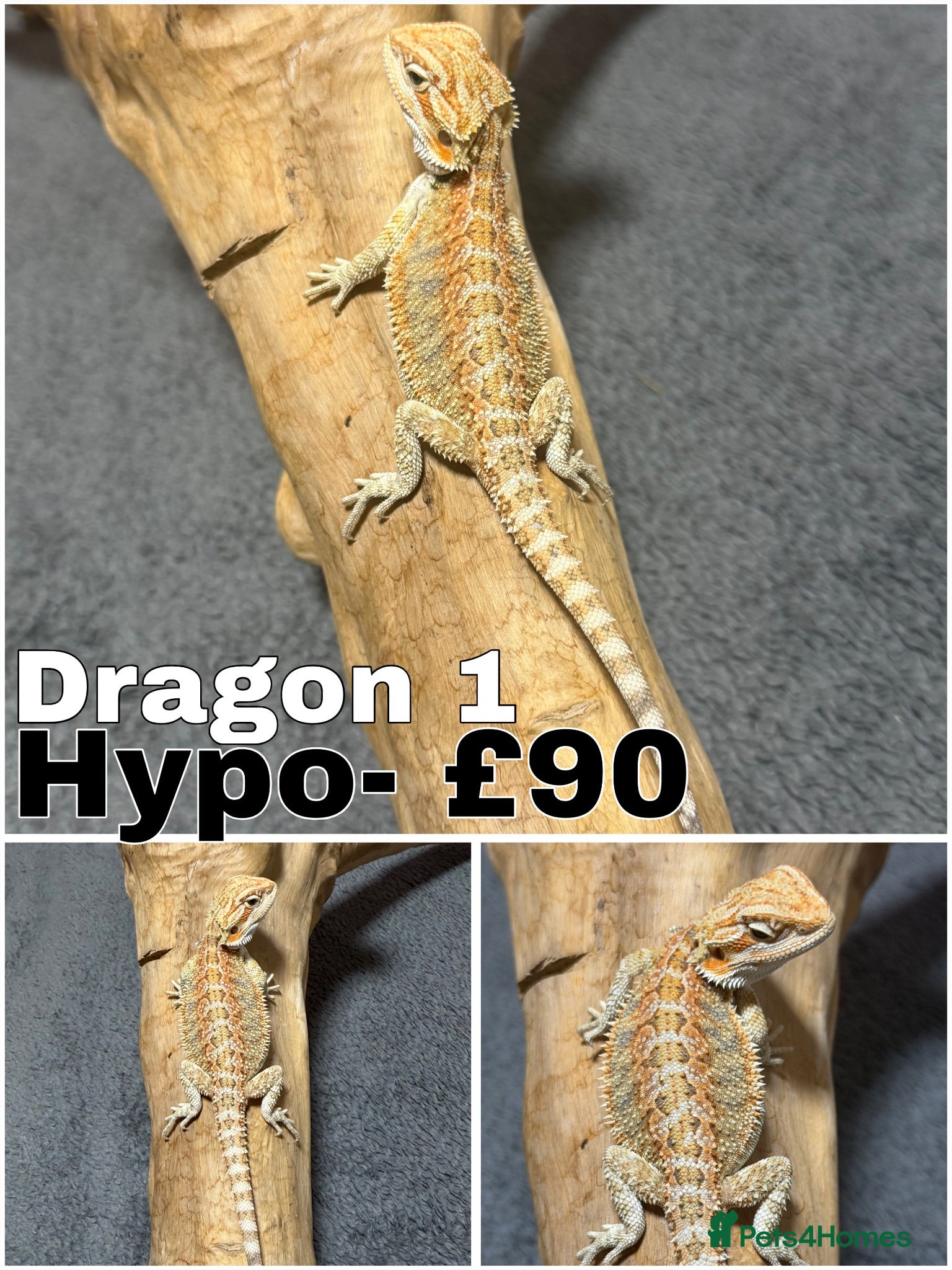 Bearded Dragon reptiles Gorgeous Baby Bearded Dragons READY NOW - Advert 18
