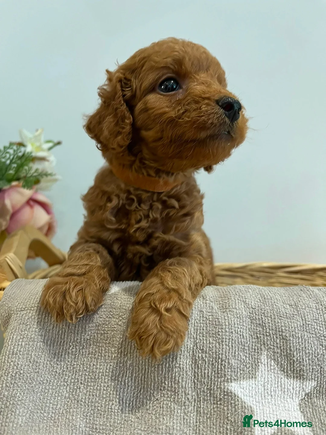 Cockapoo dogs for sale: 6 Tiny Cockapoos  - Advert 1