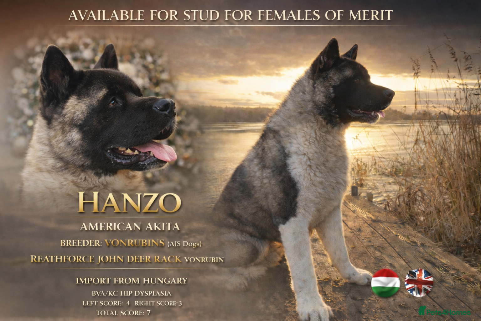 Akita dogs American Akita For Stud - Advert 2