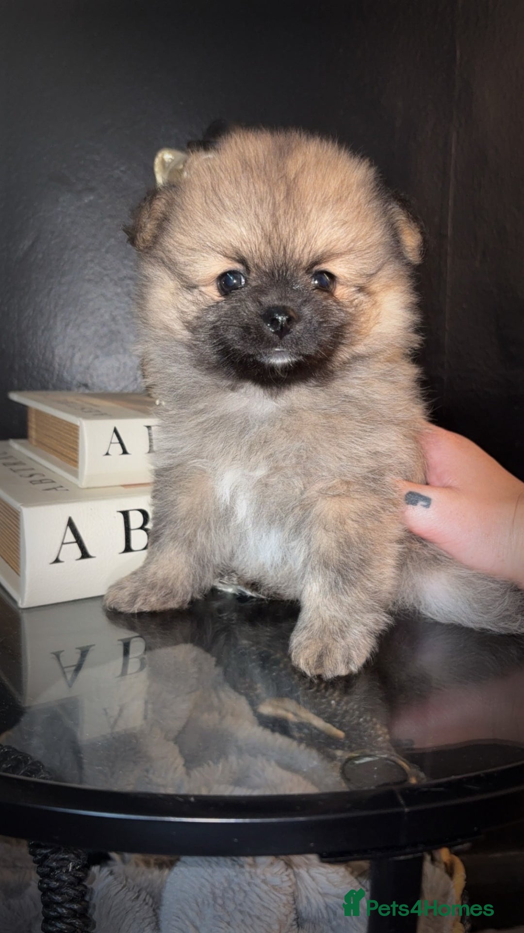 Pomeranian dogs for sale: Beautiful tiny Pomeranian puppies  - Advert 9