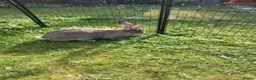 Continental Giant rabbits for sale: Adult Pure continental giant rabbit female  - Advert 4