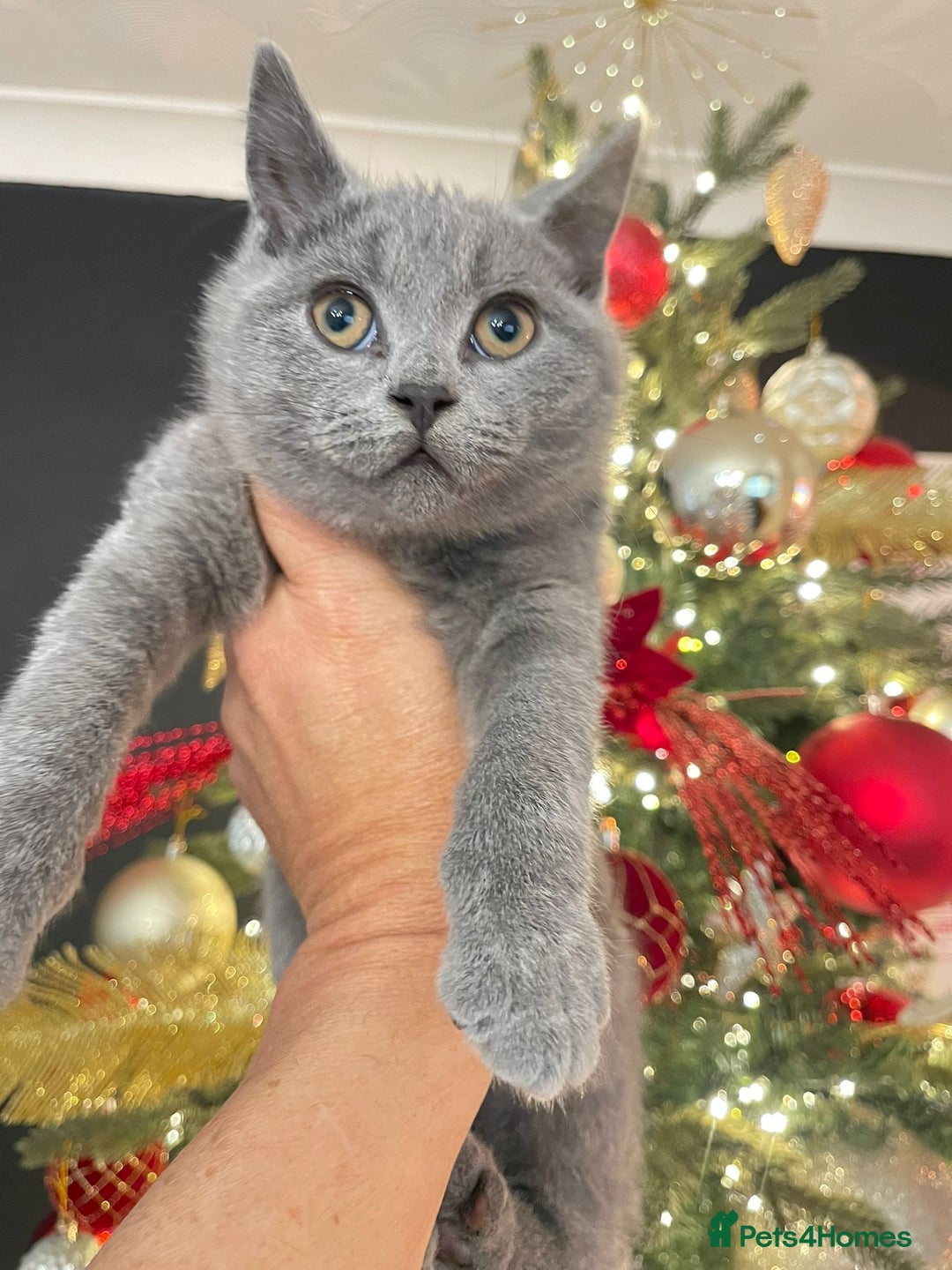 British Shorthair cats for sale: Amazing  British shorthair kittens - Advert 3