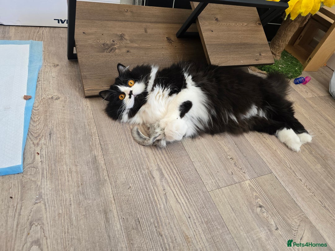 British Longhair cats for sale: GccfChampion black bi colour British longhair lady - Image 1