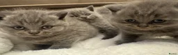 British Shorthair cats for sale: Champion GCCF Blue British shorthair kittens  - Advert 4