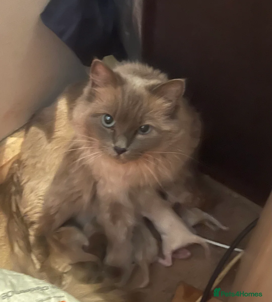 Ragdoll cats for sale: Rare blue and sepia Mink Cherubim Ragdoll kittens  - Advert 2