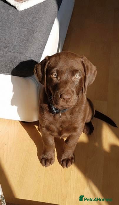 Labrador Retriever dogs stunning labrador retriever girl - Advert 7