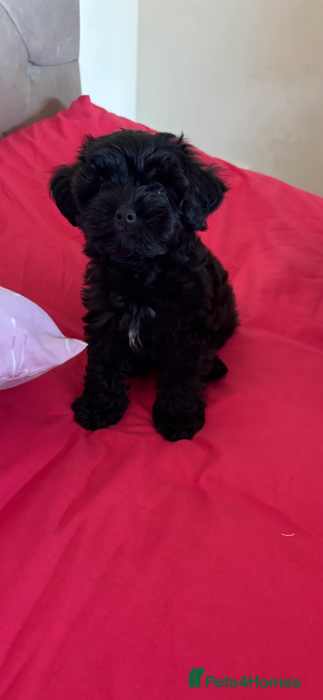 Yorkiepoo dogs for sale: Asian tiny toy poodle puppy’s  - Advert 2