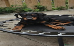 Dobermann dogs for sale: Male dobermann - Image 4