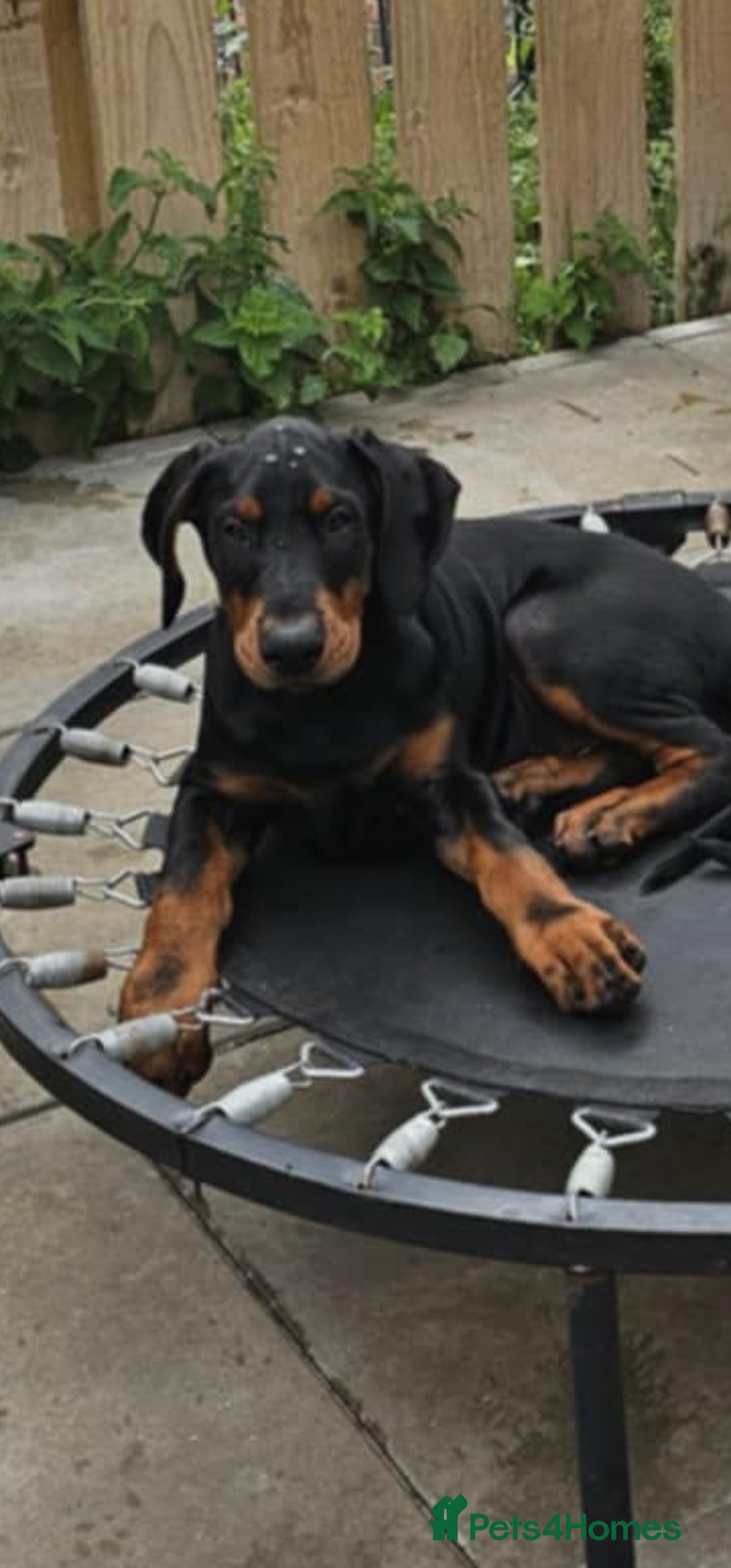 Dobermann dogs for sale: Male dobermann - Image 4