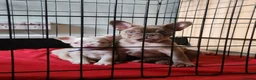 French Bulldog dogs for sale: Beautiful Rare Fluffy French Bulldogs  - Advert 16
