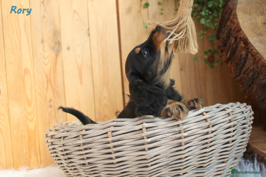 Miniature Dachshund dogs for sale: KC Health tested Licensed breeder 12 years exp - Image 37