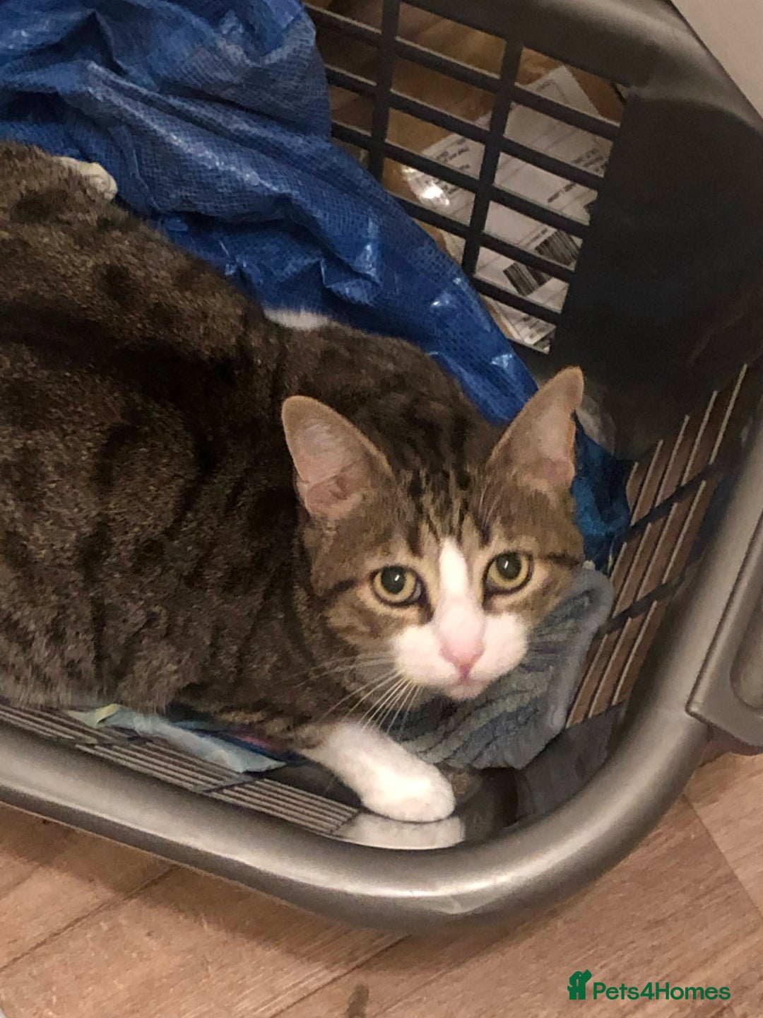 Mixed Breed cats for sale: Seamus - very sweet loving 4 year old cat - Image 3