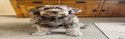 Labradoodle dogs for sale: Labradoodles 11th plus generation  - Advert 21