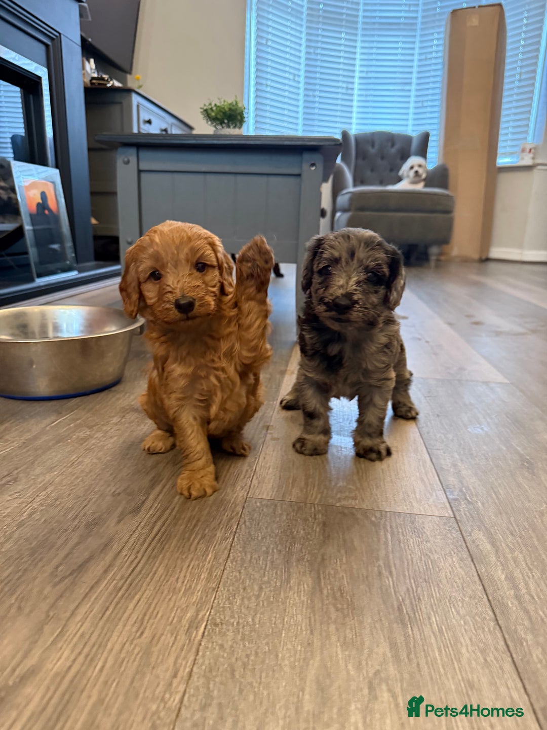 Labradoodle dogs for sale: Miniature labradoodle puppies  - Image 4