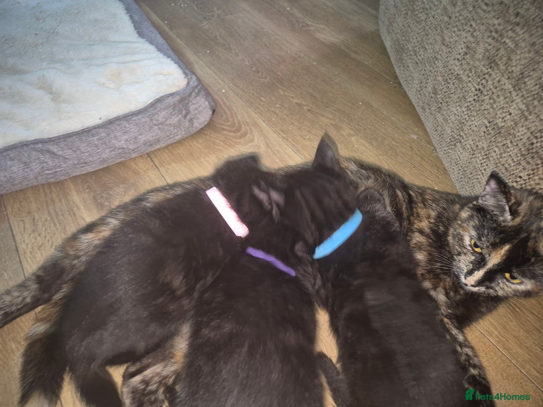 Domestic Shorthair cats for sale: 3 Black Kittens for sale (boy sold) - Image 8