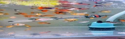 Platies fish for sale: small Platy, Guppy,shrimps &Bristlenose Pleco  - Advert 33